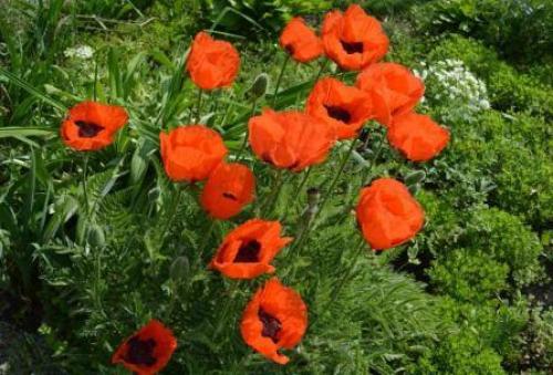 Посадка мака корневищем. Садовый мак восточный, правила выращивания на клумбе