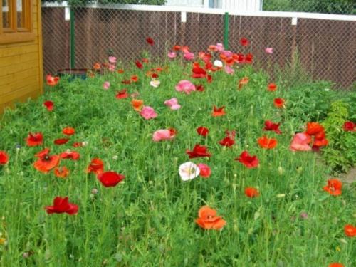 Как отличить декоративный мак от опийного. Какие сорта мака можно выращивать безбоязненно