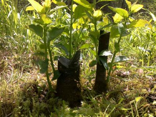 Как вывести клен с садового участка. Отзывы огородников 01