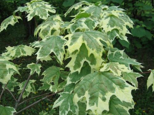 Как избавиться от американского клена на участке. Характеристики и описание, можно ли сажать дерево американский клен на дачном участке