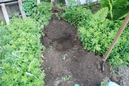 Как вывести клен с садового участка. Отзывы огородников 02