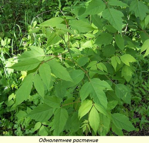 Как вывести клен американский с огорода навсегда. Как появился американский клен в Европе