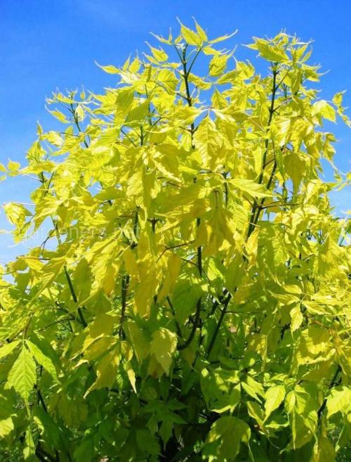 Чем убить клен. Клен размножение черенками — описание способов черенкования, советы опытных садоводов. Поэтапная инструкция по размножению