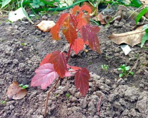 Чем убить клен. Клен размножение черенками — описание способов черенкования, советы опытных садоводов. Поэтапная инструкция по размножению