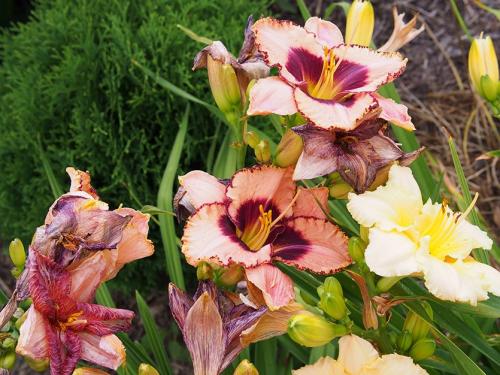 Как омолодить лилейник. Лилейник – летняя неприхотливая роскошь