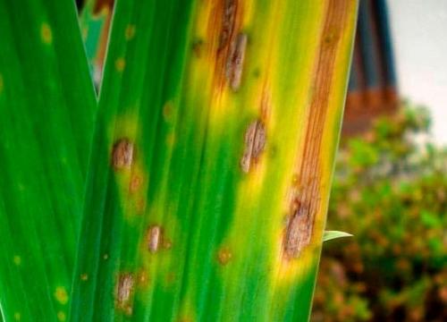 Узнайте, как правильно посадить ирисы на своем участке 15 Узнайте, как правильно посадить ирисы на своем участке 15