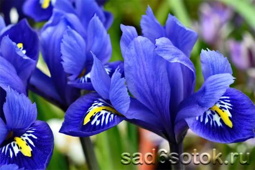 Лучшие практики выращивания луковичных ирисов: секреты успеха 08 Лучшие практики выращивания луковичных ирисов: секреты успеха 08