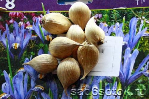 Лучшие практики выращивания луковичных ирисов: секреты успеха 10 Лучшие практики выращивания луковичных ирисов: секреты успеха 10