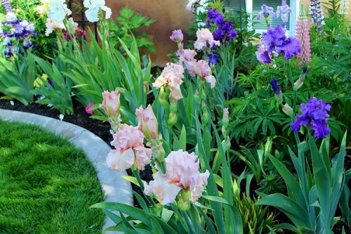 Какие сорта луковичных ирисов наиболее популярны и устойчивы к различным условиям. Каталог из 44 лучших сортов ирисов на сегодня для сада