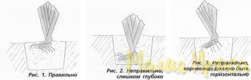 Увеличьте разнообразие в своем саду: как посадить ирисы весной в открытый грунт 01 Увеличьте разнообразие в своем саду: как посадить ирисы весной в открытый грунт 01