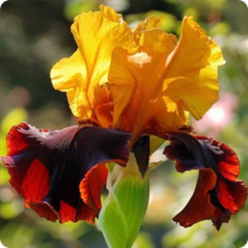 Как узнать, когда ирисы готовы к сборе. ОСОБЕННОСТИ РАЗЛИЧНЫХ ВИДОВ ИРИСА