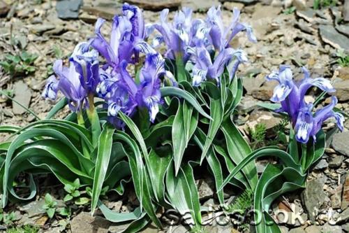 Лучшие практики выращивания луковичных ирисов: секреты успеха 13 Лучшие практики выращивания луковичных ирисов: секреты успеха 13