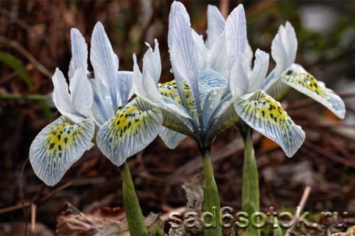 Осень и весна: лучшие времена для посадки ирисов 03 Осень и весна: лучшие времена для посадки ирисов 03