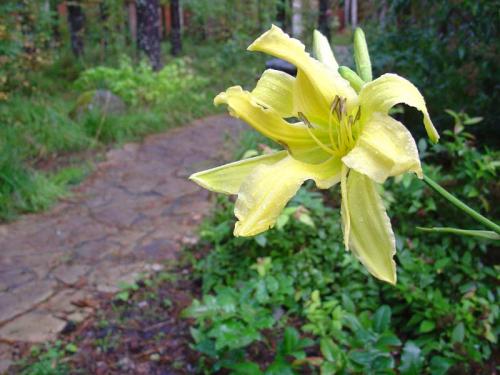 Чтобы лилейники обильно цвели. Секреты обильного цветения лилейников