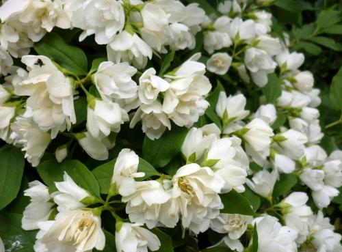 Цветущие кустарники многолетники. Основные виды цветущих кустарников