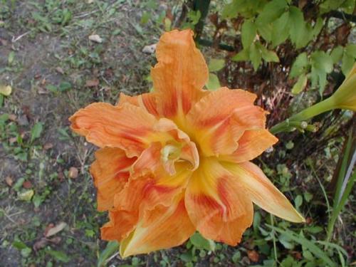 Чтобы лилейники обильно цвели. Секреты обильного цветения лилейников