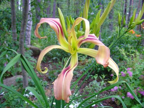 Чтобы лилейники обильно цвели. Секреты обильного цветения лилейников