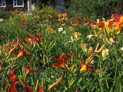 Чтобы лилейники обильно цвели. Секреты обильного цветения лилейников