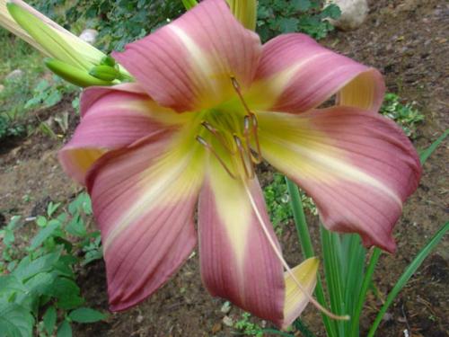 Чтобы лилейники обильно цвели. Секреты обильного цветения лилейников