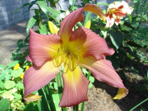 Чтобы лилейники обильно цвели. Секреты обильного цветения лилейников