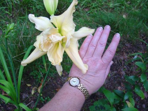 Чтобы лилейники обильно цвели. Секреты обильного цветения лилейников