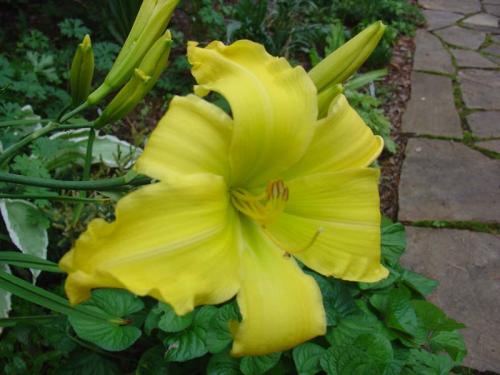 Чтобы лилейники обильно цвели. Секреты обильного цветения лилейников