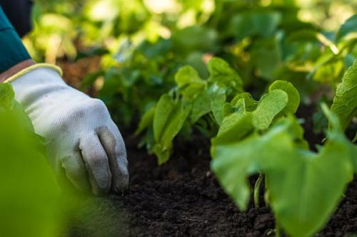 Что можно посадить в саду в тени. Какие овощи можно посадить в тени?