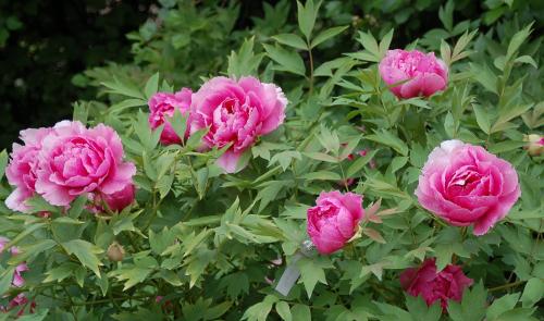 Цветущие кустарники многолетники. Основные виды цветущих кустарников