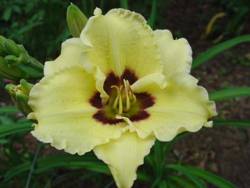 Чтобы лилейники обильно цвели. Секреты обильного цветения лилейников