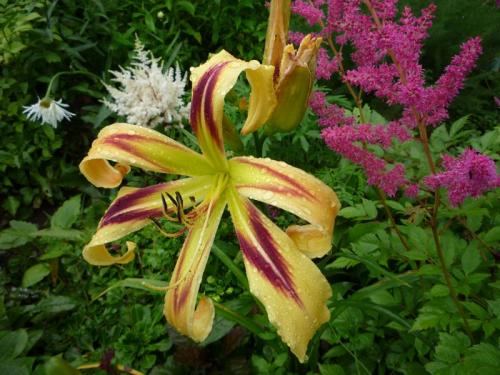 Чтобы лилейники обильно цвели. Секреты обильного цветения лилейников