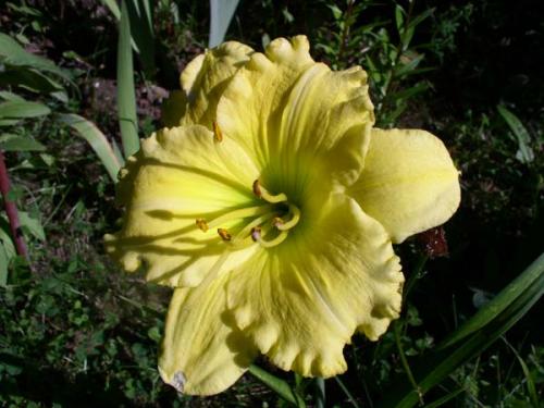 Чтобы лилейники обильно цвели. Секреты обильного цветения лилейников