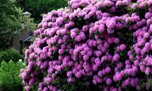 Цветущие кустарники многолетники. Основные виды цветущих кустарников