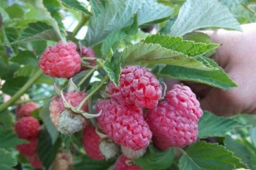 Малиновое дерево размножение. Выращивание малинового дерева, способы размножения штамбовой малины на даче