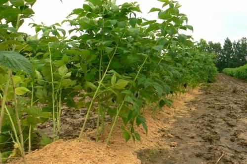 Малиновое дерево размножение. Выращивание малинового дерева, способы размножения штамбовой малины на даче