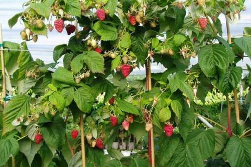 Малиновое дерево размножение. Выращивание малинового дерева, способы размножения штамбовой малины на даче