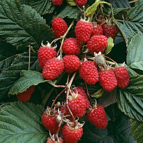 Как сформировать малиновое дерево. Выращивание