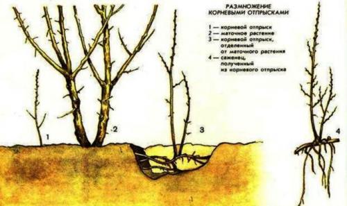 Малиновое дерево поросль. Способы размножения