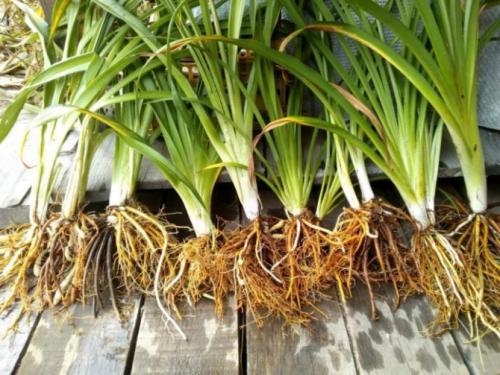 Сроки и правила пересадки лилейников на новое место. Как правильно пересадить куст лилейника на новое место