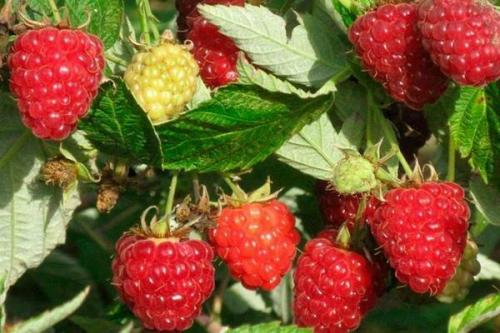 Малиновое дерево размножение. Выращивание малинового дерева, способы размножения штамбовой малины на даче