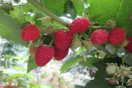 Малиновое дерево размножение. Выращивание малинового дерева, способы размножения штамбовой малины на даче