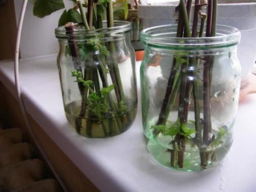 Малиновое дерево поросль. Способы размножения