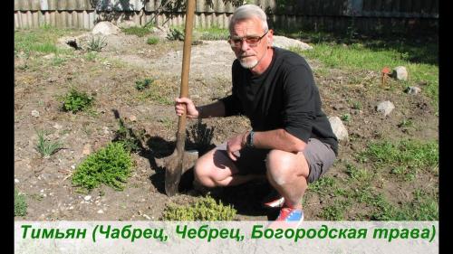 Секреты посева тимьяна в открытый грунт. Сроки посева семян 01