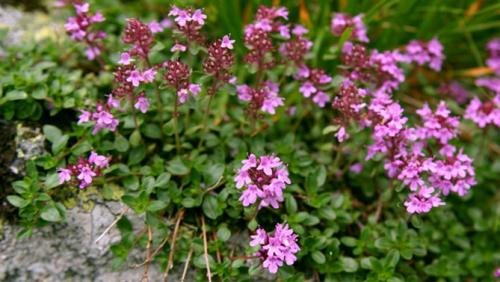 Тимьян вредители. Краткое описание растения