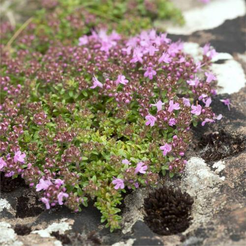 Тимьян вредители. Краткое описание растения