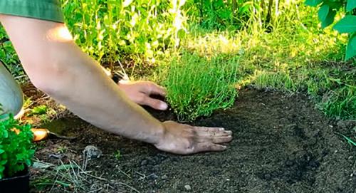 Тимьян посадка и уход в открытом грунте. Посадка в открытый грунт