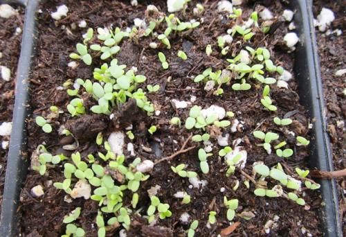 Тимьян посадка и уход в открытом грунте. Посадка в открытый грунт