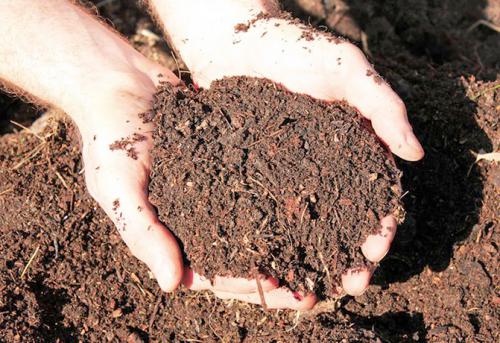 Тимьян посадка и уход в открытом грунте. Посадка в открытый грунт