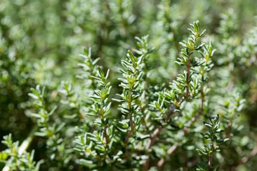 Тимьян вредители. Краткое описание растения