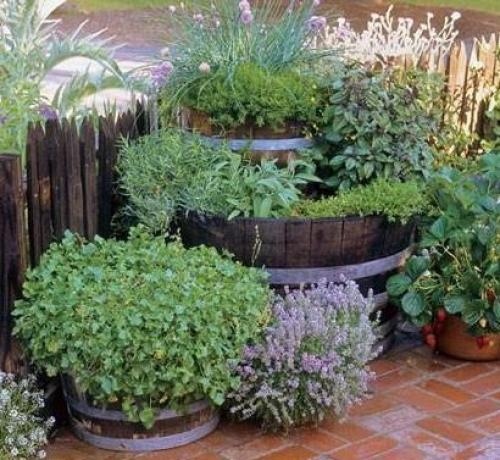 Тимьян в ландшафтном дизайне. Тимьян - садовая Золушка...