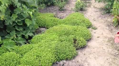 Тимьян ползучий в ландшафте. Тимьян - садовая Золушка...